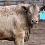 Livestock Industry Faces Growing Screwworm Outbreak, Raising Concerns for Producers
