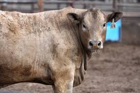 Livestock Industry Faces Growing Screwworm Outbreak, Raising Concerns&hellip;