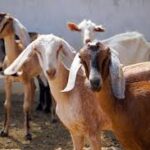Livestock Traceability Becomes a Global Priority for Animal Health and Trade