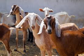 Livestock Traceability Becomes a Global Priority for Animal&hellip;