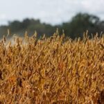 Brazil Set to Expand Soybean Acreage in Despite Market Uncertainty