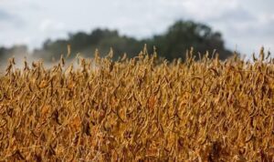 Brazil Set to Expand Soybean Acreage in Despite&hellip;