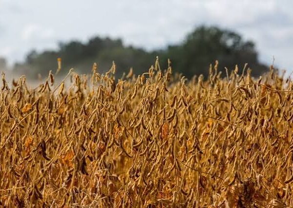 Brazil Set to Expand Soybean Acreage in Despite&hellip;