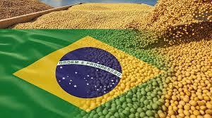 Brazil Strengthens Its Position as Global Soybean Leader…