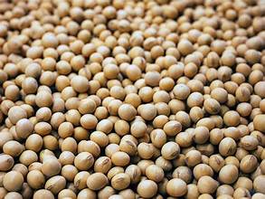 ADM Expands Sustainable Soybean Farming Initiative to Support More Farmers in India