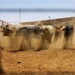 North American Livestock Industry Intensifies Response to Screwworm Threat