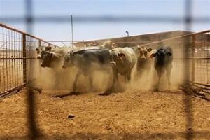 North American Livestock Industry Intensifies Response to Screwworm&hellip;