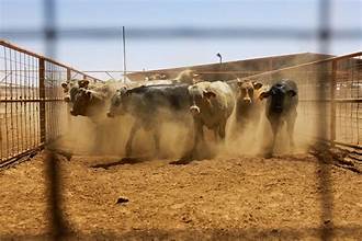 North American Livestock Industry Intensifies Response to Screwworm…