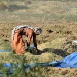 Extreme Heat Increasing Pressure on Global Food Systems, FAO-WMO Warn