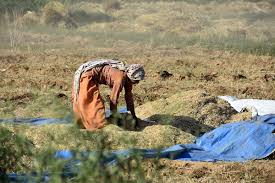 Extreme Heat Increasing Pressure on Global Food Systems,…