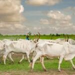 FAO Highlights Growing Concerns Over Transboundary Animal Diseases