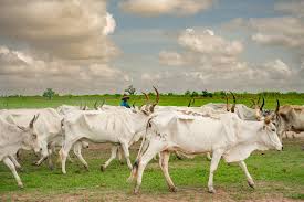 FAO Highlights Growing Concerns Over Transboundary Animal Diseases