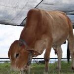 Global Focus on Sustainable Livestock Transformation Gains Momentum