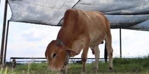 Global Focus on Sustainable Livestock Transformation Gains Momentum