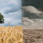 Extreme Heat Increasingly Threatens Crop Yields and Global Food Security