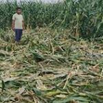 Human-Wildlife Conflict Causes Growing Farm Losses Across Agricultural Regions