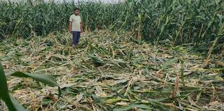 Human-Wildlife Conflict Causes Growing Farm Losses Across Agricultural&hellip;