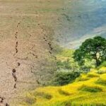 Climate-Resilient Crop Development Gains Momentum as Global Food Systems Face Growing Climate Risks