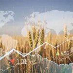 Global Grain Markets Remain Under Pressure Amid Supply and Weather Uncertainty