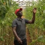 $163 Million Program Announced to Boost Food Security and Support Smallholder Farmers