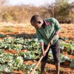 Food Security Funding Expands for Smallholder Farmers in Developing Countries