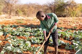 Food Security Funding Expands for Smallholder Farmers in&hellip;