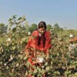 Pakistan Approves National Agricultural Biotechnology Policy to Boost Food Security