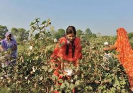 Pakistan Approves National Agricultural Biotechnology Policy to Boost&hellip;