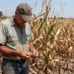 Climate Change Already Costing Global Farmers More Than $20 Billion Every Year: Study