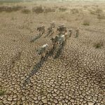 Global Grain Stocks Expected to Cushion El Niño Impact, Strengthening Food Security Outlook
