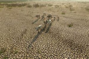 Global Grain Stocks Expected to Cushion El Niño&hellip;