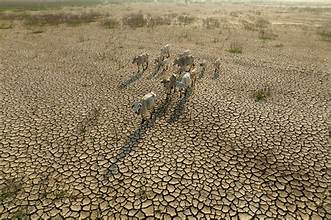Global Grain Stocks Expected to Cushion El Niño Impact, Strengthening Food Security Outlook