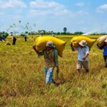 Concern s Grow Over a Possible Super El Niño: What It Could Mean for Global Agriculture and Food Security