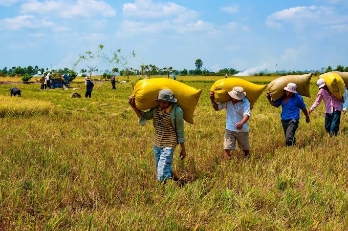 Concern s Grow Over a Possible Super El Niño: What It Could Mean for Global Agriculture and Food Security