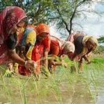 India’s Kharif Crop Sowing Recovers as Improved Monsoon Boosts Farmer Confidence