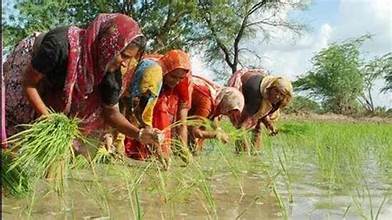 India’s Kharif Crop Sowing Recovers as Improved Monsoon Boosts Farmer Confidence