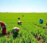 India’s Monsoon Revival Boosts Kharif Crop Sowing, Strengthening Global Food Supply Outlook