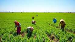 India’s Monsoon Revival Boosts Kharif Crop Sowing, Strengthening Global Food Supply Outlook