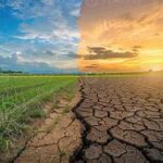 Drought and Weather Risks Continue to Shape Global Crop Markets