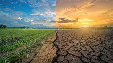 Drought and Weather Risks Continue to Shape Global Crop Markets