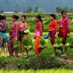 Nepal’s Food Import Dependence Continues to Rise Amid Agricultural Challenges