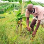 UK Farmers Embrace Regenerative Agriculture as Climate Extremes Reshape Farming Practices