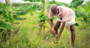 UK Farmers Embrace Regenerative Agriculture as Climate Extremes&hellip;