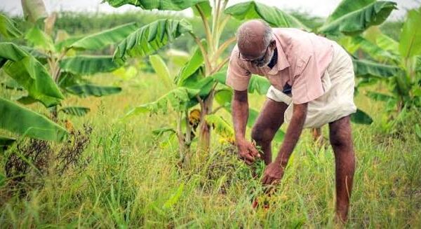 UK Farmers Embrace Regenerative Agriculture as Climate Extremes…