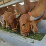 Global Livestock Boom Raises Environmental Concerns, Calls Grow for Sustainable Food Production