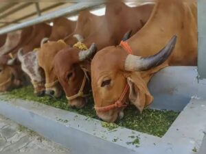 Global Livestock Boom Raises Environmental Concerns, Calls Grow&hellip;