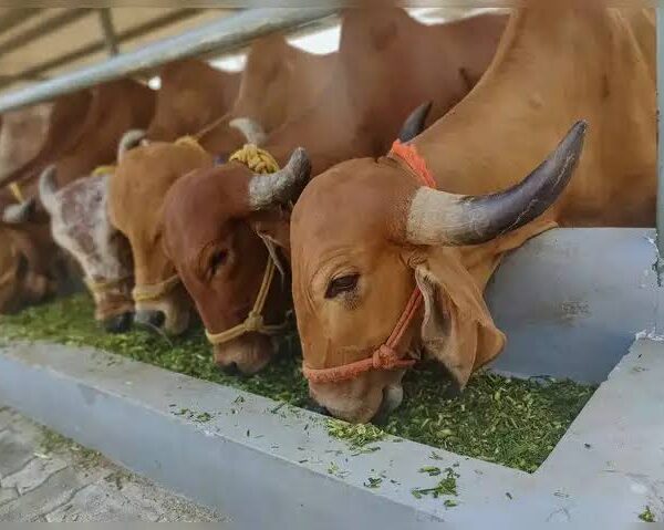 Global Livestock Boom Raises Environmental Concerns, Calls Grow…