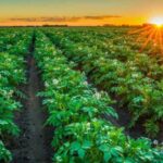 Corteva Partners with Arevo to Advance Soybean Nutrition Solutions Across Europe