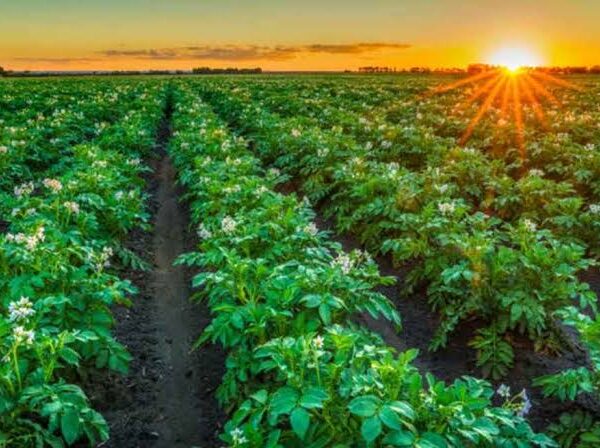 Corteva Partners with Arevo to Advance Soybean Nutrition…