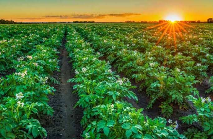 Corteva Partners with Arevo to Advance Soybean Nutrition…